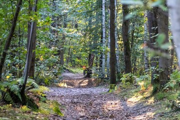 footpath in the woods