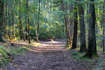 footpath in the woods