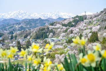小川村　桜 © Hayato