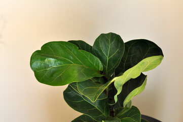 folhagem planta verde ornamental ficus bambino 