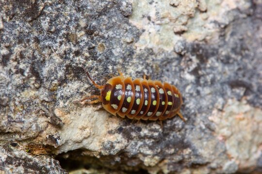 The Clown Isopod (Armadillidium klugii) in rocky habitat