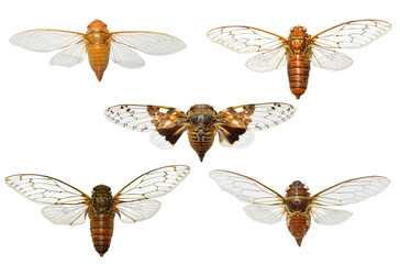 set of cicada isolated on white background.