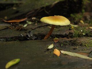 Chiloe Fungi