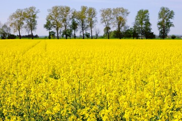 Obraz premium Beautiful yellow blooming rapeseed fields on Zulawy, Poland. A sunny day with blue sky.