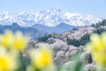 小川村　桜 © Hayato