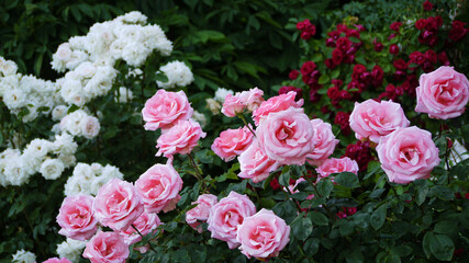 Varietal elite roses bloom in Rosengarten Volksgarten in Vienna. Pink and white Grandiflora rose flowers