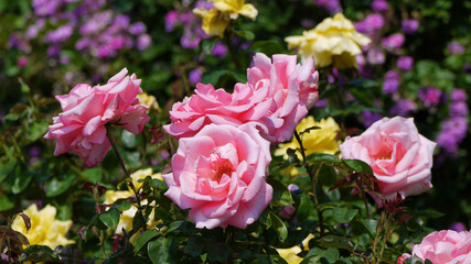 Varietal elite roses bloom in Rosengarten Volksgarten in Vienna. Pink, violet and yellow Grandiflora rose flowers