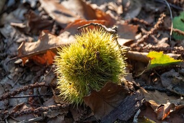 chestnut in autumn forest