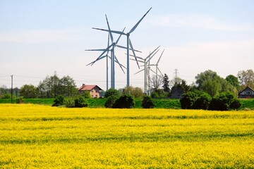 Wind farm and blooming rapeseed field in Zulawy, Poland