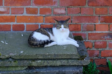 A homeless cat in an old ruined brick house