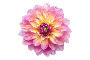 Fototapeta premium Pink yellow dahlia flower isolated on transparent background