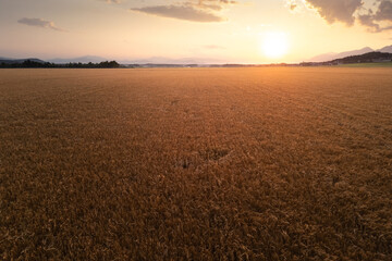 Golden wheat field at summer evening sunset, aerial shot. Nature concept.