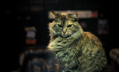 gato, gata, felinos, mascota, felíno, animal, pelaje, mirada, retrato, gatita, 50mm, misterio,...
