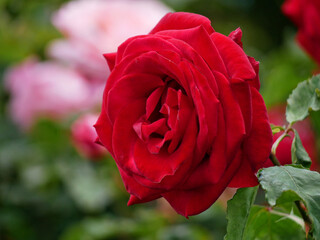 Varietal elite roses bloom in Rosengarten Volksgarten in Vienna. Red hybrid tea rose flower close up