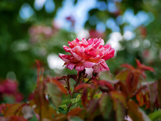 Fototapeta premium Varietal elite roses bloom in Rosengarten Volksgarten in Vienna. Pink Intuition hybrid tea rose flower close up