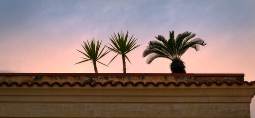 palm trees at sunset on top of the roof, Bari, Apulia, Italy, March 2024