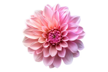 Pink dahlia flower isolated on transparent background