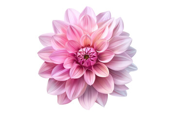 Pink dahlia flower isolated on transparent background