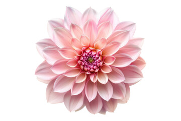 Pink dahlia flower isolated on transparent background