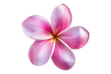 Pink frangipani flower isolated on transparent background