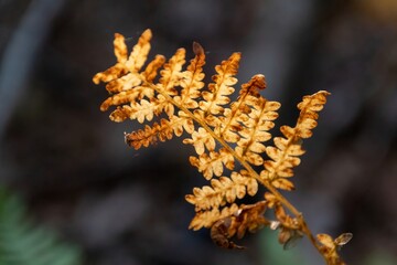 close up of fem leaves