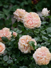 Varietal elite roses bloom in Rosengarten Volksgarten in Vienna. Pink beige Floribunda rose flower close up