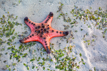 Red starfish feeds on sea grass. bright orange starfish Move slowly on the sand..Starfish live along the sea grass. When the tide is low, the starfish will be stuck on the seashore.