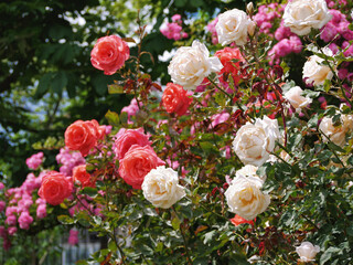 Varietal elite roses bloom in Rosengarten Volksgarten in Vienna. Multicolor Grandiflora rose flowers