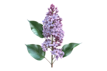 Purple lilac flowers isolated on transparent background