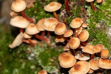 mushroom in the forest