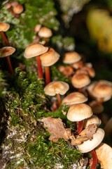 mushroom in the forest