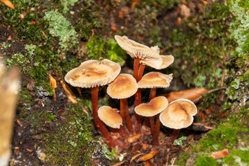 mushroom in the forest