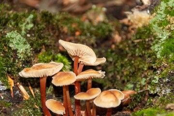 mushroom in the forest