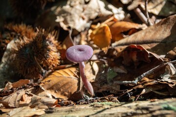 mushroom in the forest