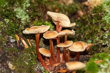 mushroom in the forest