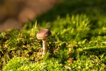 mushroom in the forest