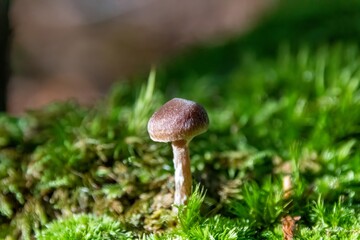 Fototapeta premium mushroom in the forest