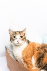 Vertical portrait of cat looking at camera on white background. 