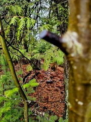 tree in the woods