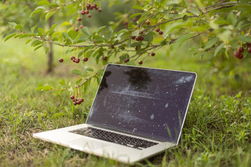 Fototapeta premium Laptop on green grass in park. Working outdoor
