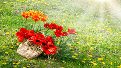 A basket of tulips in the field