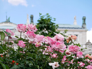 Varietal elite roses bloom in Rosengarten Volksgarten in Vienna. Pink Grandiflora rose flowers at the background of historical building of Burgtheater