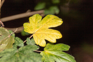 close up of dry leaves on a tree