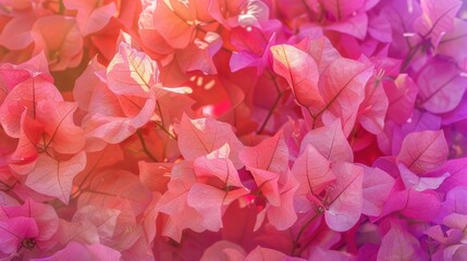 Bougainvillea spectabilis blossoms and flowers