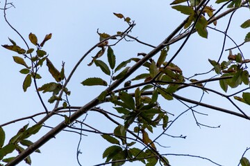 branches of a tree with blue sky