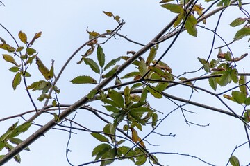 branches of a tree with blue sky