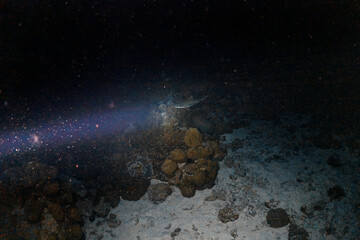 White tip reef shark swim around in night dive photography in deep sea in scuba dive explore travel...