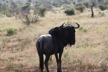 Kruger photos