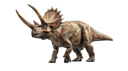 Triceratops isolated on white background