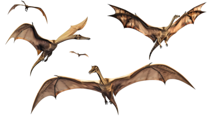Set of pterodactyls isolated on white background.
